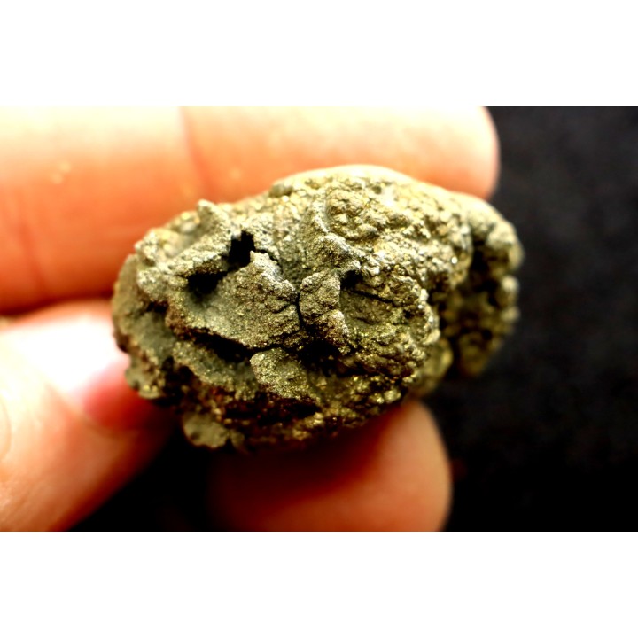 Placoscyphia meandrina (pseudomorphose en pyrite) - cénomanien  - Cap Blanc Nez