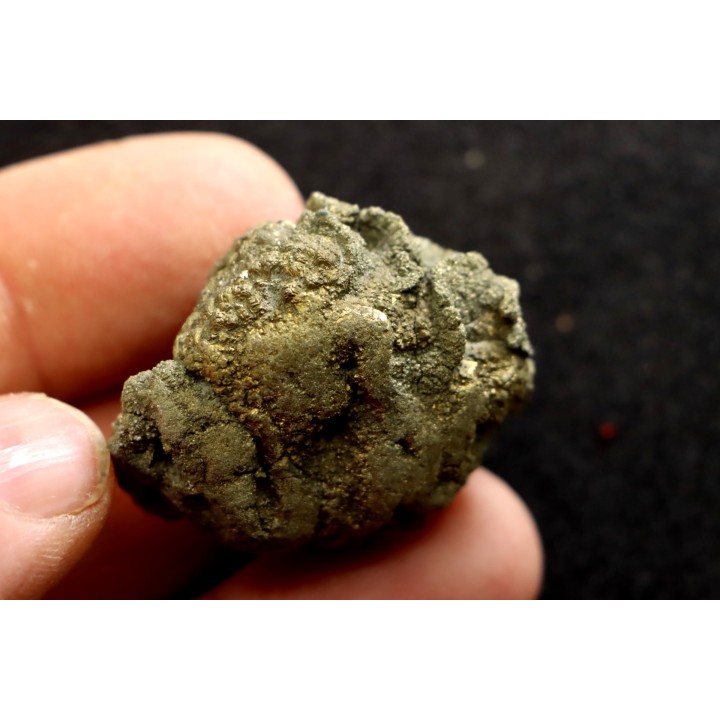 Placoscyphia meandrina (pseudomorphose en pyrite) - cénomanien  - Cap Blanc Nez
