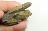 Eodalmanitina destombesi - darriwilian - Britany