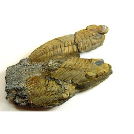 Eodalmanitina destombesi - darriwilien - Bretagne