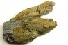 Eodalmanitina destombesi - darriwilien - Bretagne