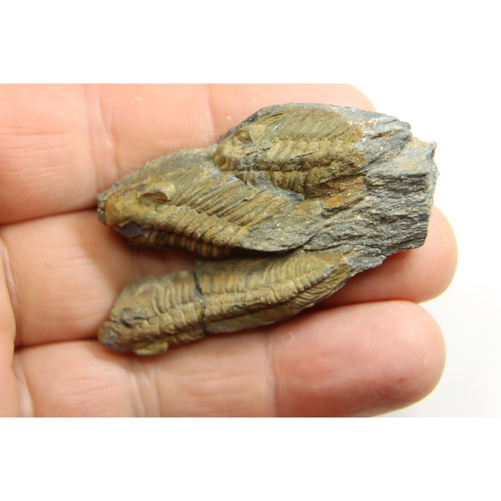 Eodalmanitina destombesi - darriwilian - Britany