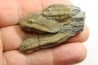 Eodalmanitina destombesi - darriwilian - Britany