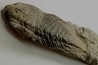Eodalmanitina destombesi - darriwilian - Britany