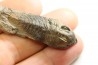 Eodalmanitina destombesi - darriwilian - Britany