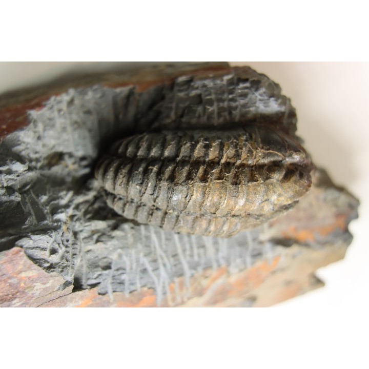 Salterocoryphe Salteri - darriwilian -  Britanny