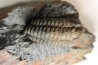 Salterocoryphe Salteri - darriwilien - Bretagne