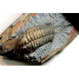 Salterocoryphe Salteri - darriwilian -  Britanny