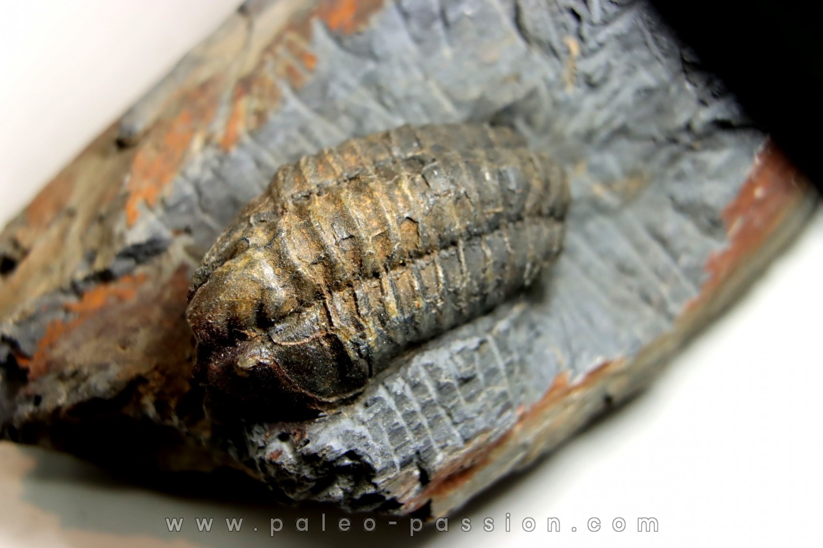 Salterocoryphe Salteri - darriwilian - Britanny