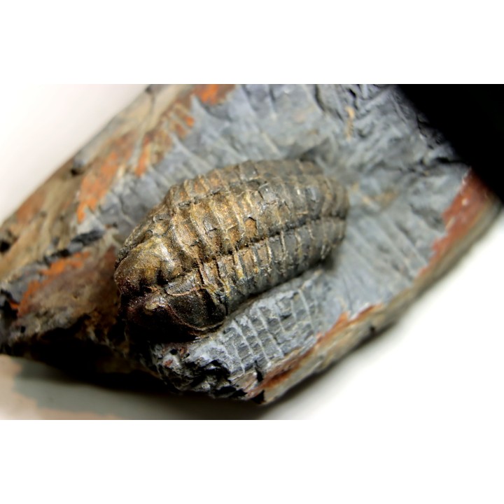 Salterocoryphe Salteri - darriwilian -  Britanny