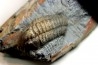Salterocoryphe Salteri - darriwilien - Bretagne