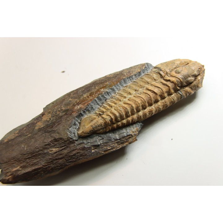 Salterocoryphe Salteri - darriwilien - Bretagne