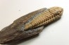 Salterocoryphe Salteri - darriwilien - Bretagne