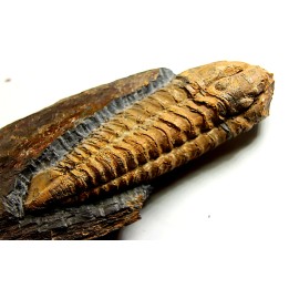 Salterocoryphe Salteri - darriwilien - Bretagne