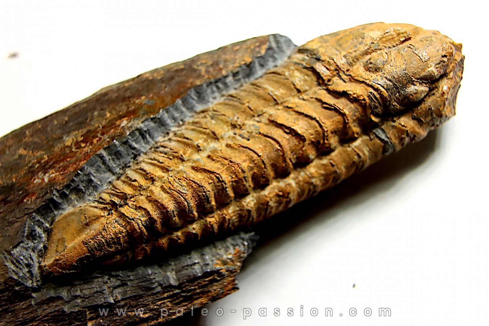 Salterocoryphe Salteri - darriwilien - Bretagne