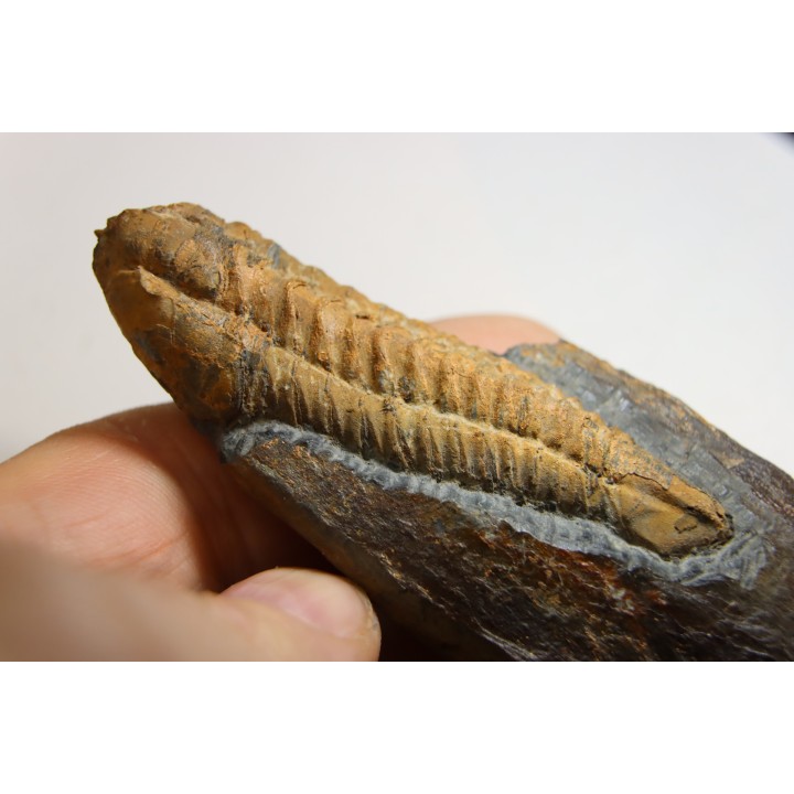 Salterocoryphe Salteri - darriwilien - Bretagne