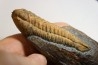 Salterocoryphe Salteri - darriwilian -  Britanny