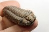 Colpocoryphe Rouaulti - Llandelien - Bretagne
