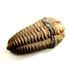 Colpocoryphe Rouaulti - Llandelien -  Britanny
