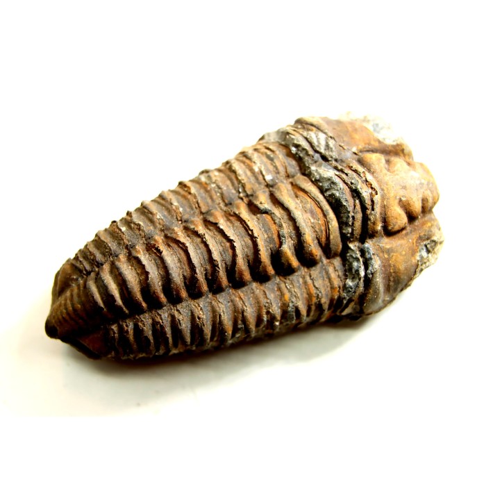 Colpocoryphe Rouaulti - Llandelien - Bretagne