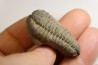 Colpocoryphe Rouaulti - Llandelien -  Britanny