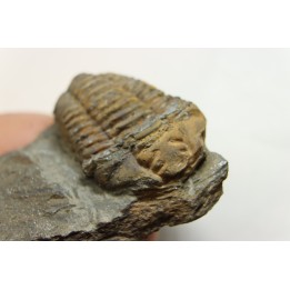 Colpocoryphe Rouaulti - Llandelien -  Britanny