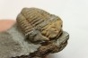 Colpocoryphe Rouaulti - Llandelien -  Britanny