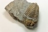 Colpocoryphe Rouaulti - Llandelien -  Britanny