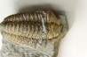 Colpocoryphe Rouaulti - Llandelien - Bretagne