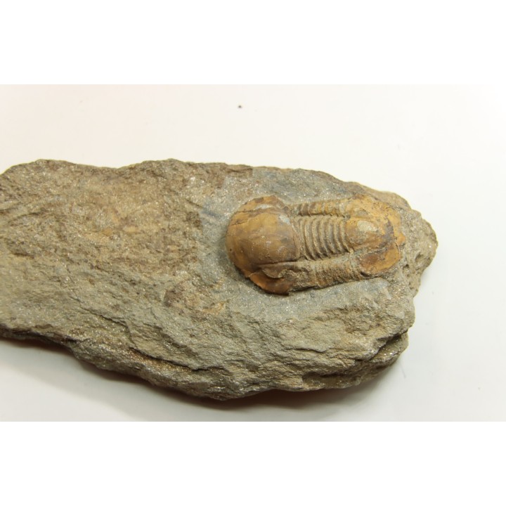 Panderia beaumonti - Llandelien -  Britanny