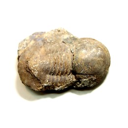 Panderia beaumonti - Llandelien - Bretagne