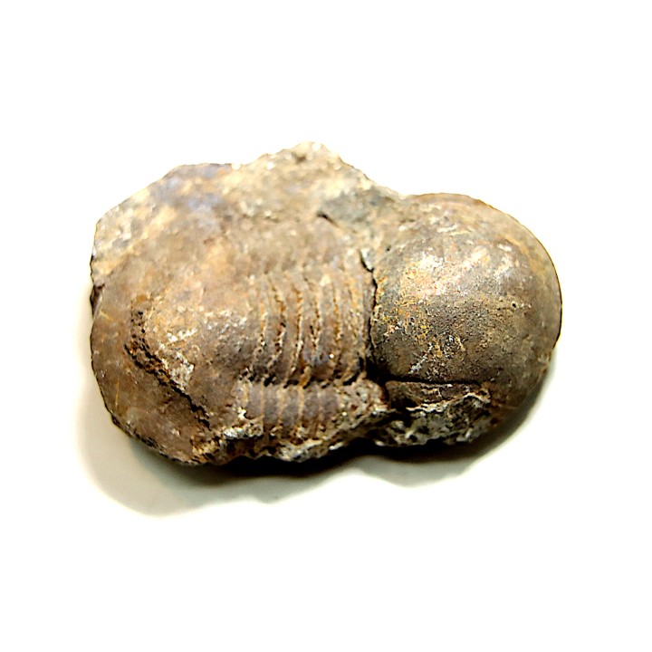 Panderia beaumonti - Llandelien - Bretagne