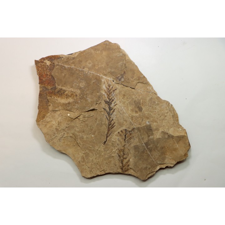Metasequoia - Eocene - British Colombia - Canada