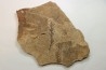 Metasequoia - Eocene - Colombie-Britanique - Canada