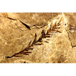 Metasequoia - Eocene - British Colombia - Canada