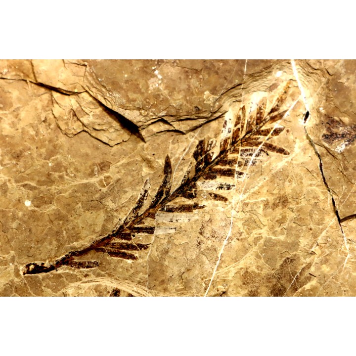 Metasequoia - Eocene - Colombie-Britanique - Canada