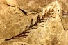 Metasequoia - Eocene - British Colombia - Canada