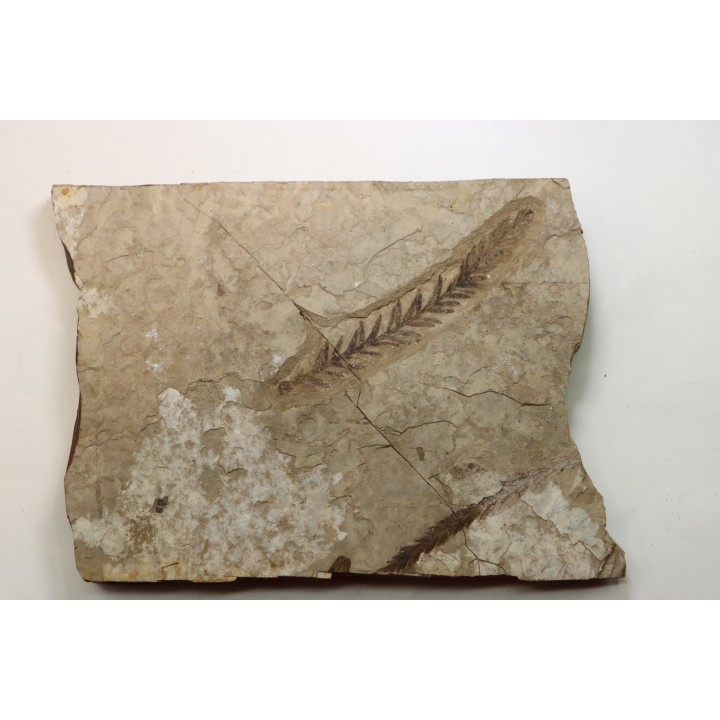 Metasequoia - Eocene - Colombie-Britanique - Canada
