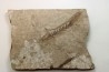 Metasequoia - Eocene - Colombie-Britanique - Canada