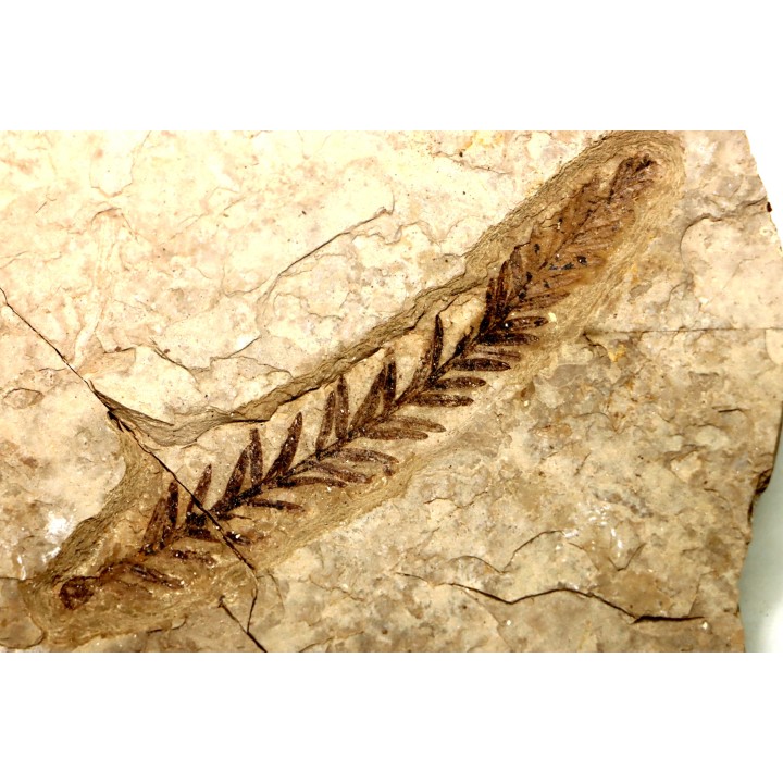 Metasequoia - Eocene - Colombie-Britanique - Canada