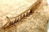 Metasequoia - Eocene - Colombie-Britanique - Canada