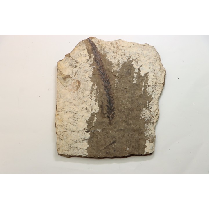 Metasequoia - Eocene - Colombie-Britanique - Canada