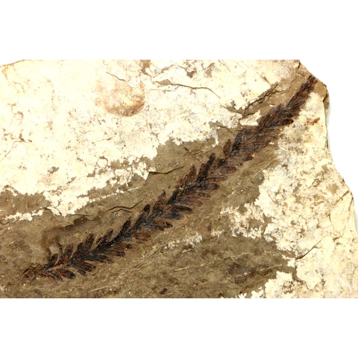 Metasequoia - Eocene - Colombie-Britanique - Canada