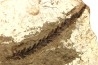 Metasequoia - Eocene - British Colombia - Canada