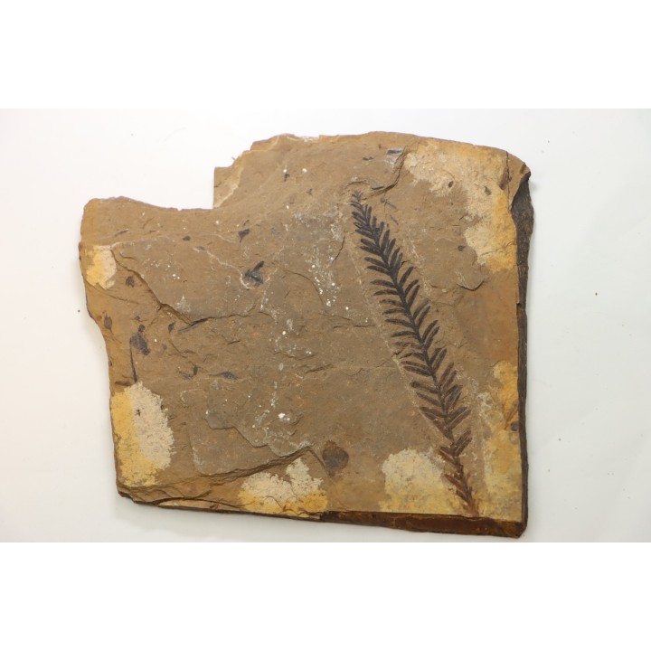 Metasequoia - Eocene - British Colombia - Canada