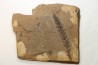 Metasequoia - Eocene - British Colombia - Canada