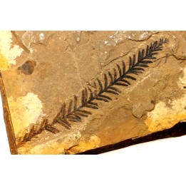 Metasequoia - Eocene - British Colombia - Canada