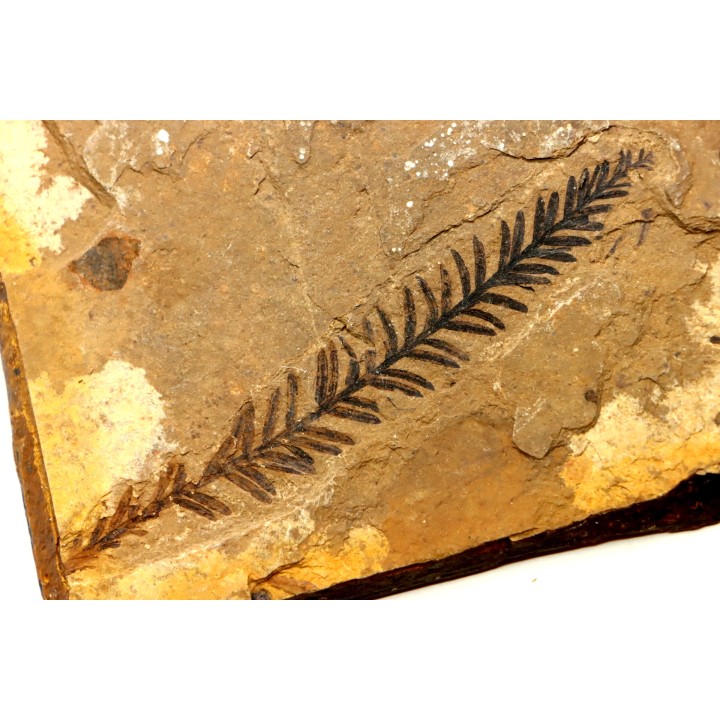 Metasequoia - Eocene - Colombie-Britanique - Canada