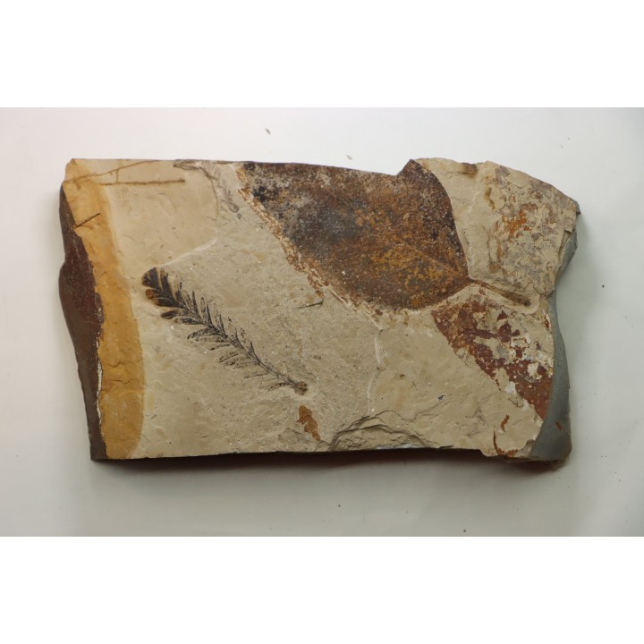 Metasequoia - Eocene - Colombie-Britanique - Canada