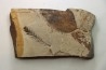 Metasequoia - Eocene - Colombie-Britanique - Canada